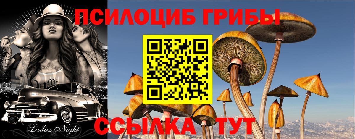 Псилоцибиновые грибы Psilocybe  Вход с VPN  Кувандык  Псилоцибиновые грибы Psilocybine cubensis 